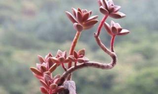 小树的心思300字作文 小树的心思300字作文